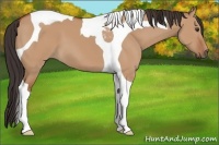 Horse Color:Bay Dun Tobiano 
