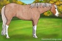 Horse Color:Silver Bay Roan Splash