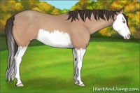 Horse Color:Amber Champagne Splash 