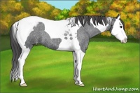 Horse Color:Blue Roan Splash Tobiano Appaloosa 