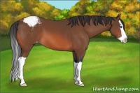 Horse Color:Bay Splash Snowcap 