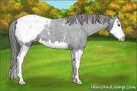 Horse Color:Blue Roan Splash Snowcap 