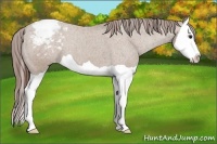 Horse Color:Classic Champagne Splash Appaloosa