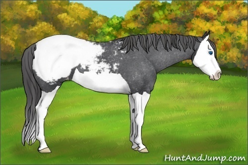 Horse Color: Black Splash Snowcap 