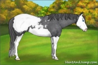 Horse Color:Black Splash Snowcap 
