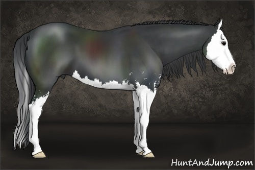 Horse Color: Black Sabino Splash 