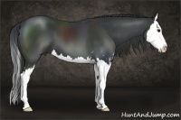 Horse Color:Black Sabino Splash 