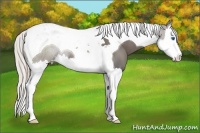Horse Color:Silver Black Sabino Splash Tobiano