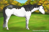 Horse Color:Black Sabino Splash 