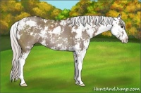 Horse Color:Silver Grullo Sabino Rabicano 
