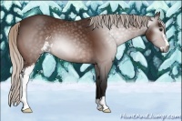 Horse Color:Gray Silver Bay Sabino 