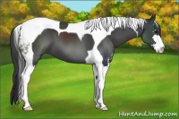 Horse Color:Black Sabino Tobiano 
