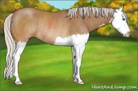 Horse Color:Silver Buckskin Roan Splash Rabicano 