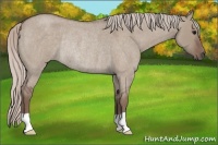 Horse Color:Silver Grullo Roan Rabicano 