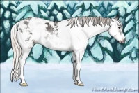 Horse Color:Gray Silver Black Sabino 