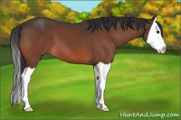 Horse Color:Brown Splash 