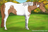 Horse Color:Chestnut Tobiano 