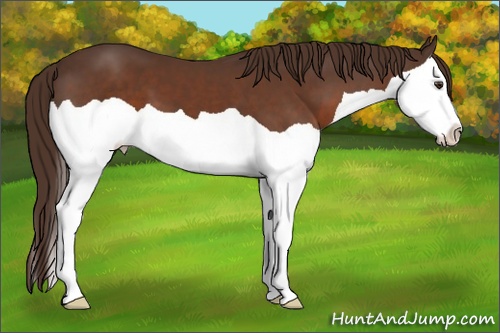 Horse Color: Liver Chestnut Splash 