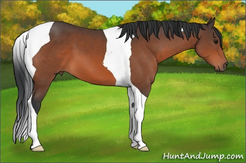 Horse Color: Bay Tobiano 