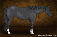Horse Color:Blue Roan 