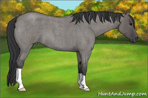 Horse Color: Grullo Roan 