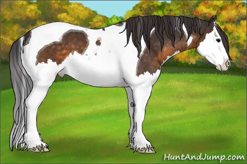 Horse Color: Buckskin Splash Tobiano 