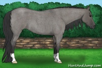Horse Color:Grullo Roan 