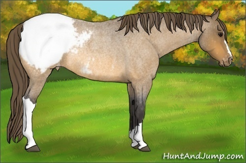 Horse Color:Buckskin Roan Snowcap Rabicano