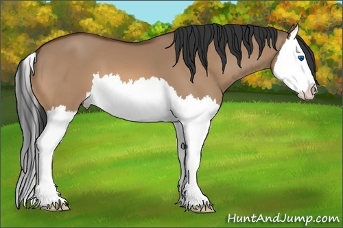 Horse Color:Unknown 