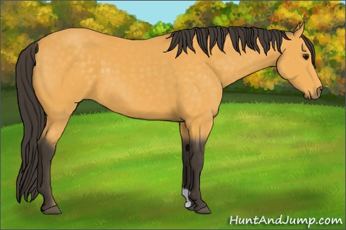 Horse Color:Buckskin