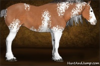 Horse Color:White Spotted Bay Splash 