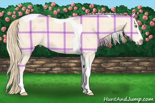 Horse Color:Plaid  Perlino Splash Tobiano 