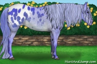 Horse Color:Watercolor Buckskin Appaloosa 