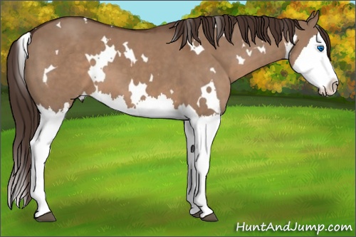 Horse Color: White Spotted Liver Red Dun Splash 