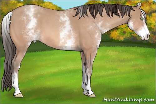 Horse Color: White Spotted Amber Champagne Sabino 