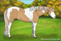 Horse Color:Palomino Splash Tobiano 