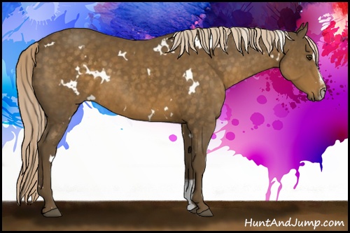 Horse Color: White Spotted Chocolate Palomino Sabino 