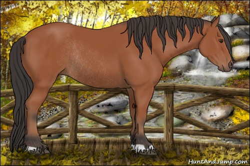 Horse Color:Bay Rabicano 