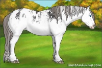 Horse Color:White Spotted Black Splash Blanket 