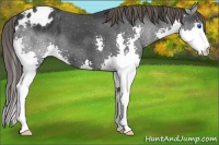 Horse Color:Black Splash Appaloosa 