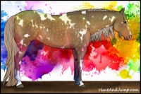 Horse Color:White Spotted Chocolate Palomino Sabino 