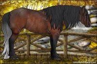 Horse Color:Brown Rabicano 