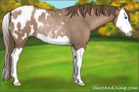 Horse Color:Black Pearl Splash Appaloosa Rabicano