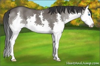 Horse Color:Grullo Splash 