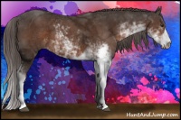 Horse Color:Liver Chestnut Sabino 