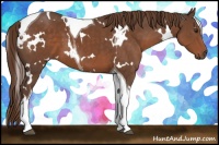 Horse Color:White Spotted Liver Chestnut Tobiano 