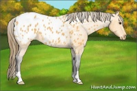 Horse Color:Buckskin Blanket 