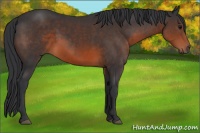 Horse Color:Brown 