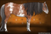 Horse Color:White Spotted Bay 