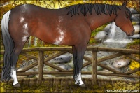 Horse Color:White Spotted Brown